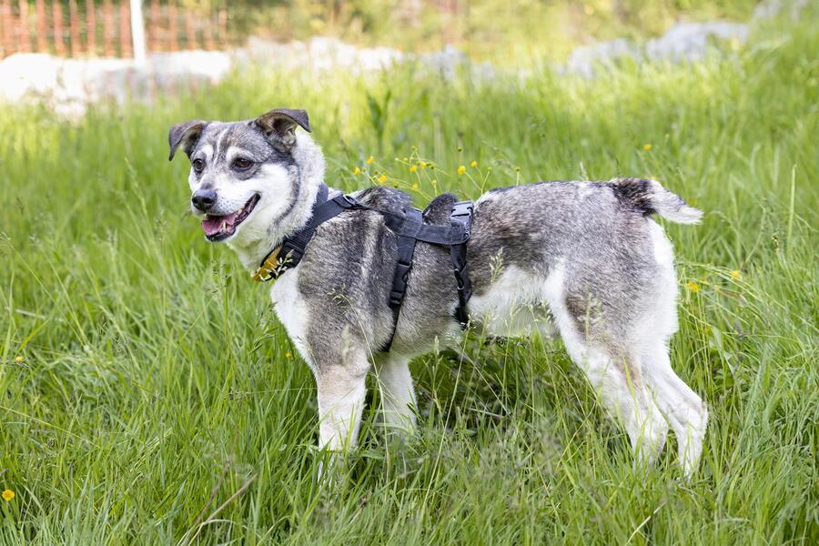 Biskit