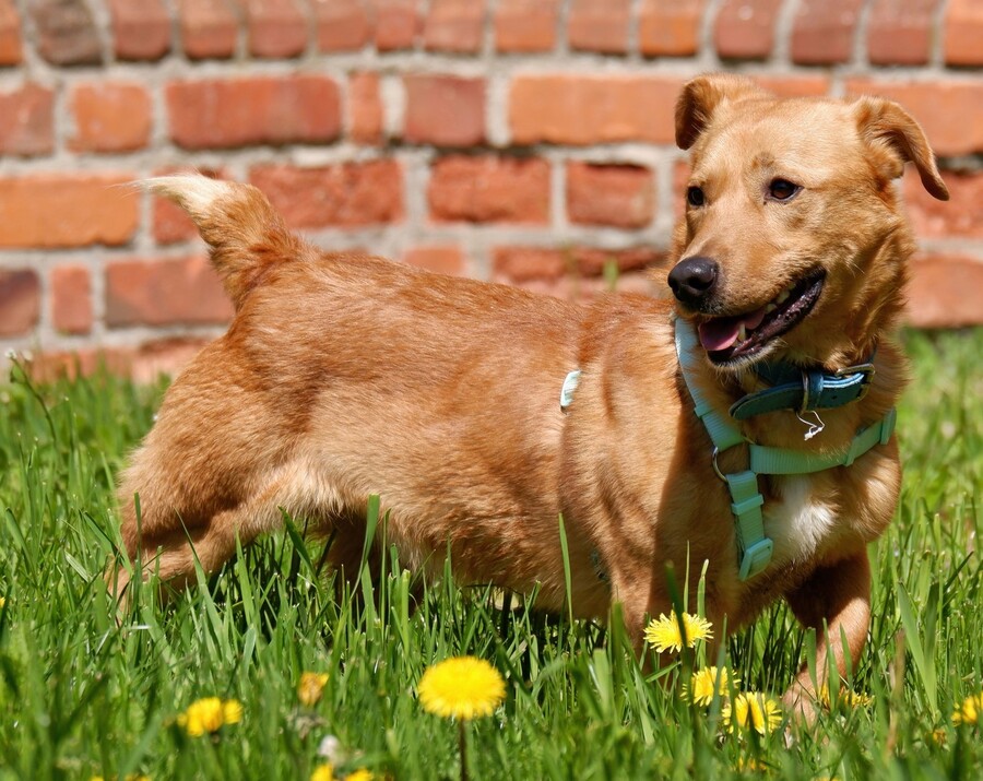 Doggi