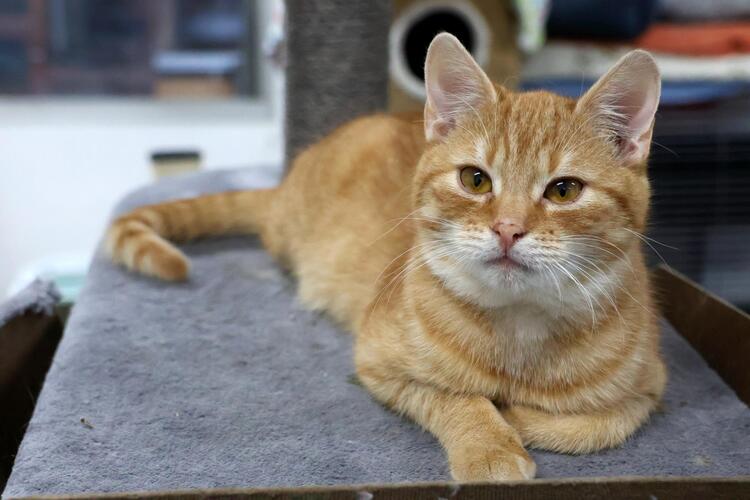 Sam